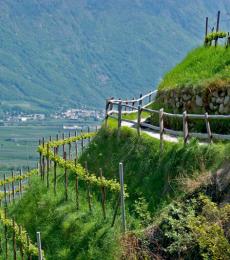 Friuli