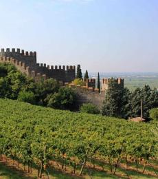 Vigneti Soave Veneto