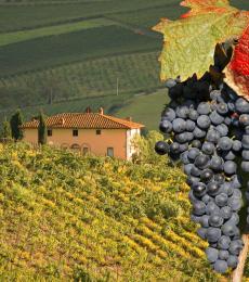 Vigneti Chianti Toscana