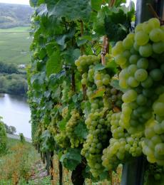 Riesling Mosel