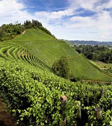 Vigneti Barolo