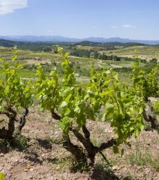 Garnacha