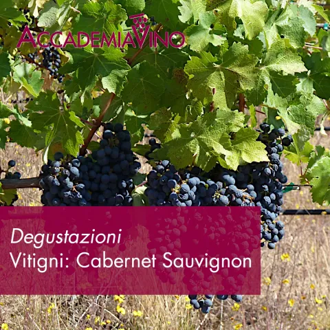 Degustazioni vino – Vitigni: cabernet sauvignon
